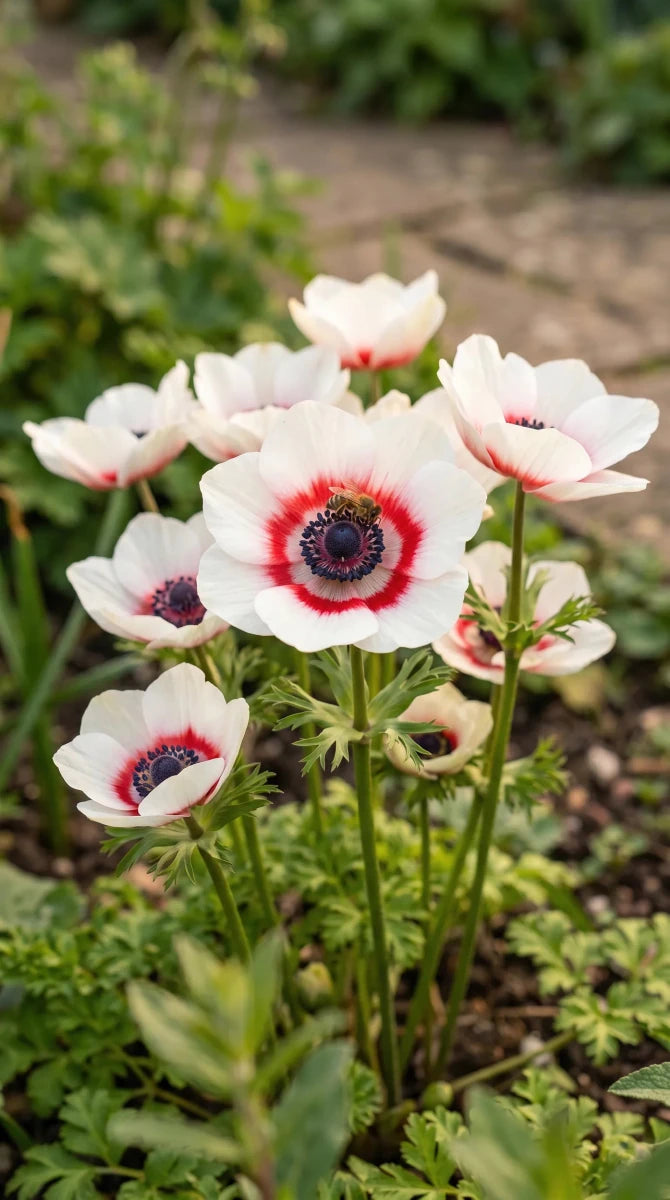 Anemone 'Bicolor' (garden anemone) - Harding & Bloom