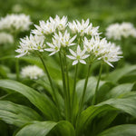 Allium 'Ursinum' (ramsons) - Harding & Bloom
