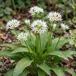 Allium 'Ursinum' (ramsons) - Harding & Bloom