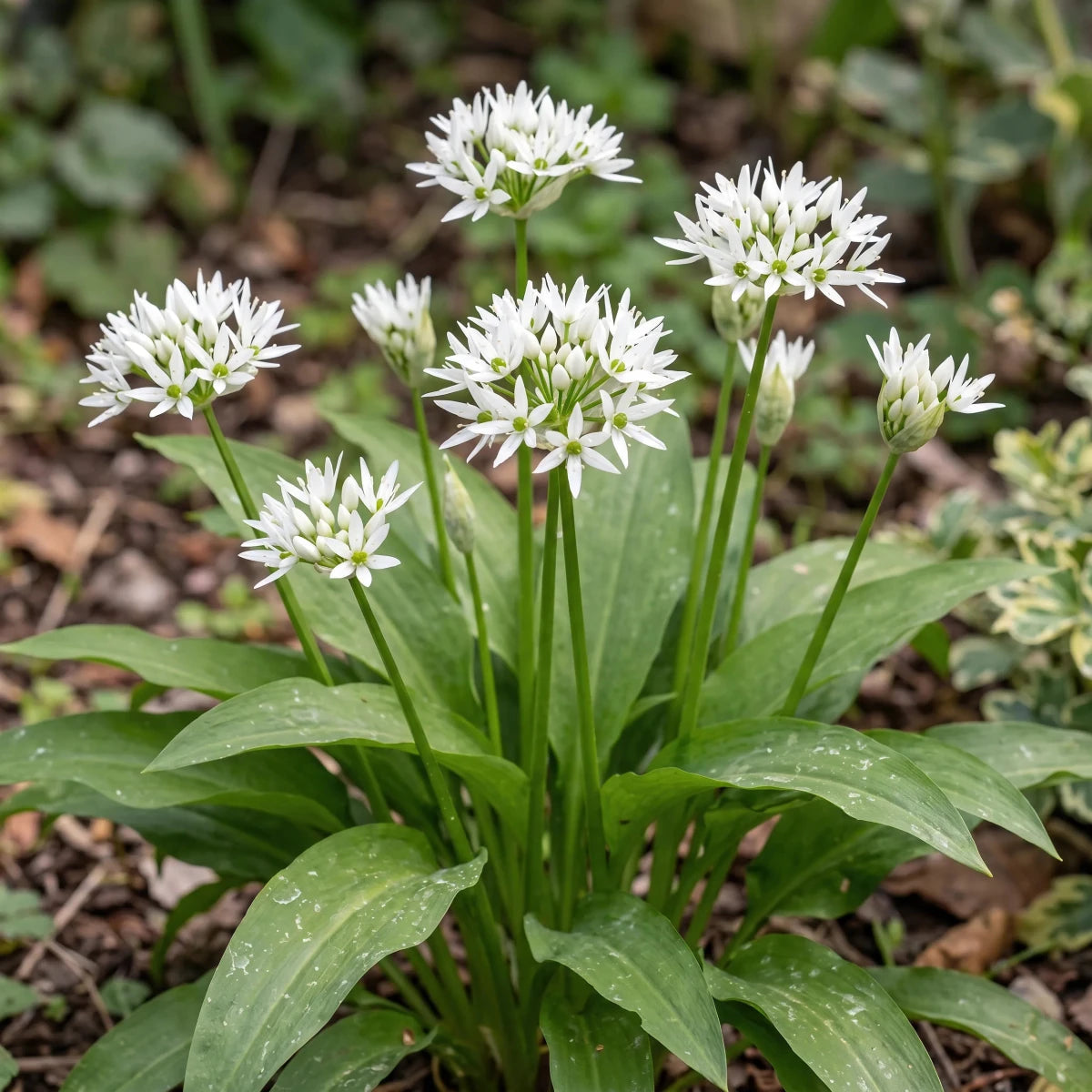 Allium 'Ursinum' (ramsons) - Harding & Bloom