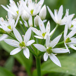Allium 'Ursinum' (ramsons) - Harding & Bloom