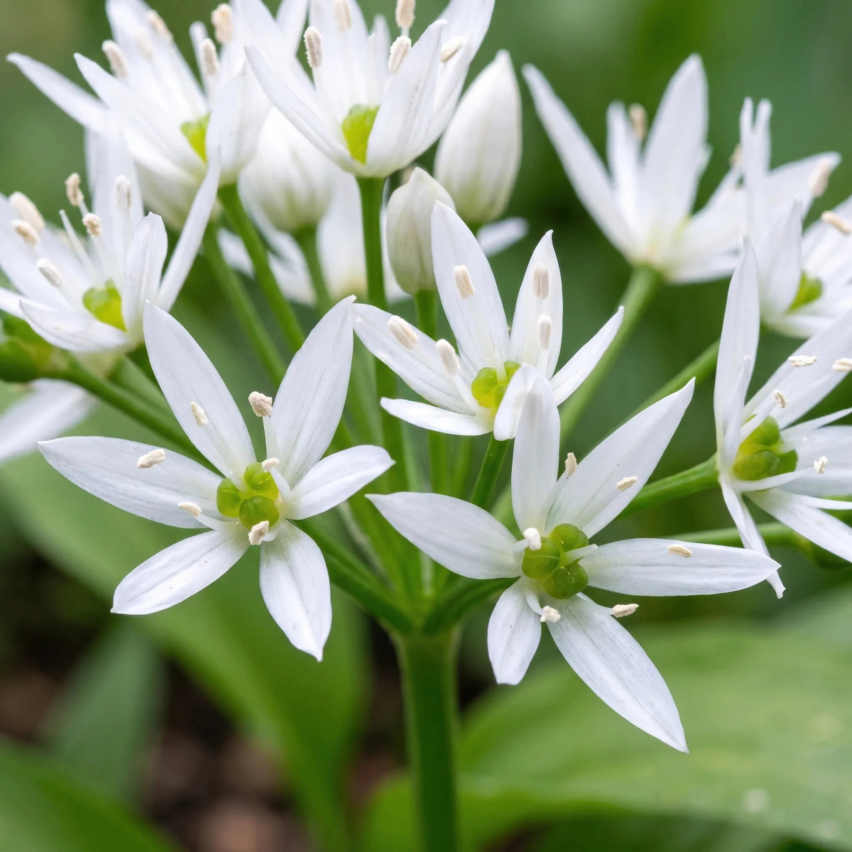 Allium 'Ursinum' (ramsons) - Harding & Bloom
