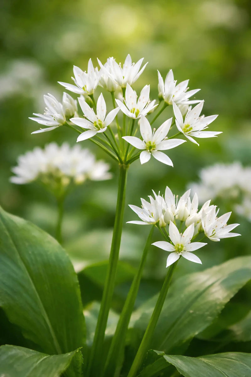 Allium 'Ursinum' (ramsons) - Harding & Bloom