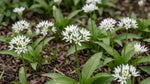 Allium 'Ursinum' (ramsons) - Harding & Bloom