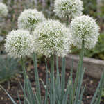 Allium 'White Giant' - Harding & Bloom