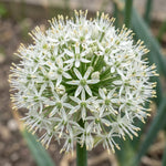 Allium 'White Giant' - Harding & Bloom