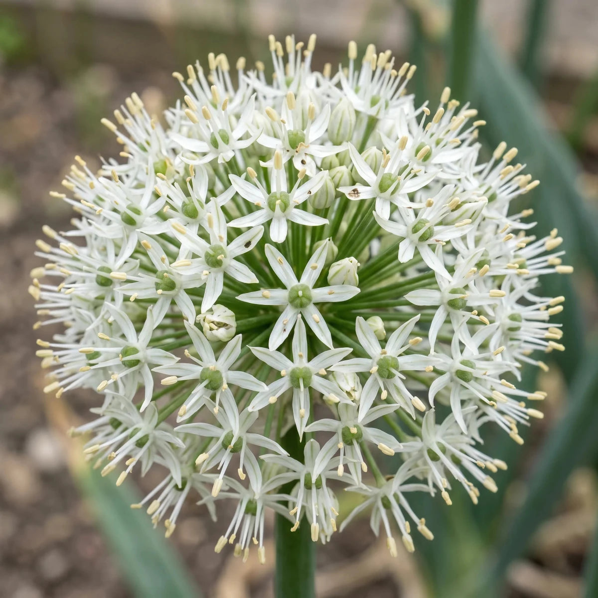 Allium 'White Giant' - Harding & Bloom