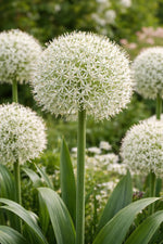Allium 'White Giant' - Harding & Bloom
