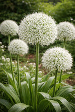 Allium 'White Giant' - Harding & Bloom
