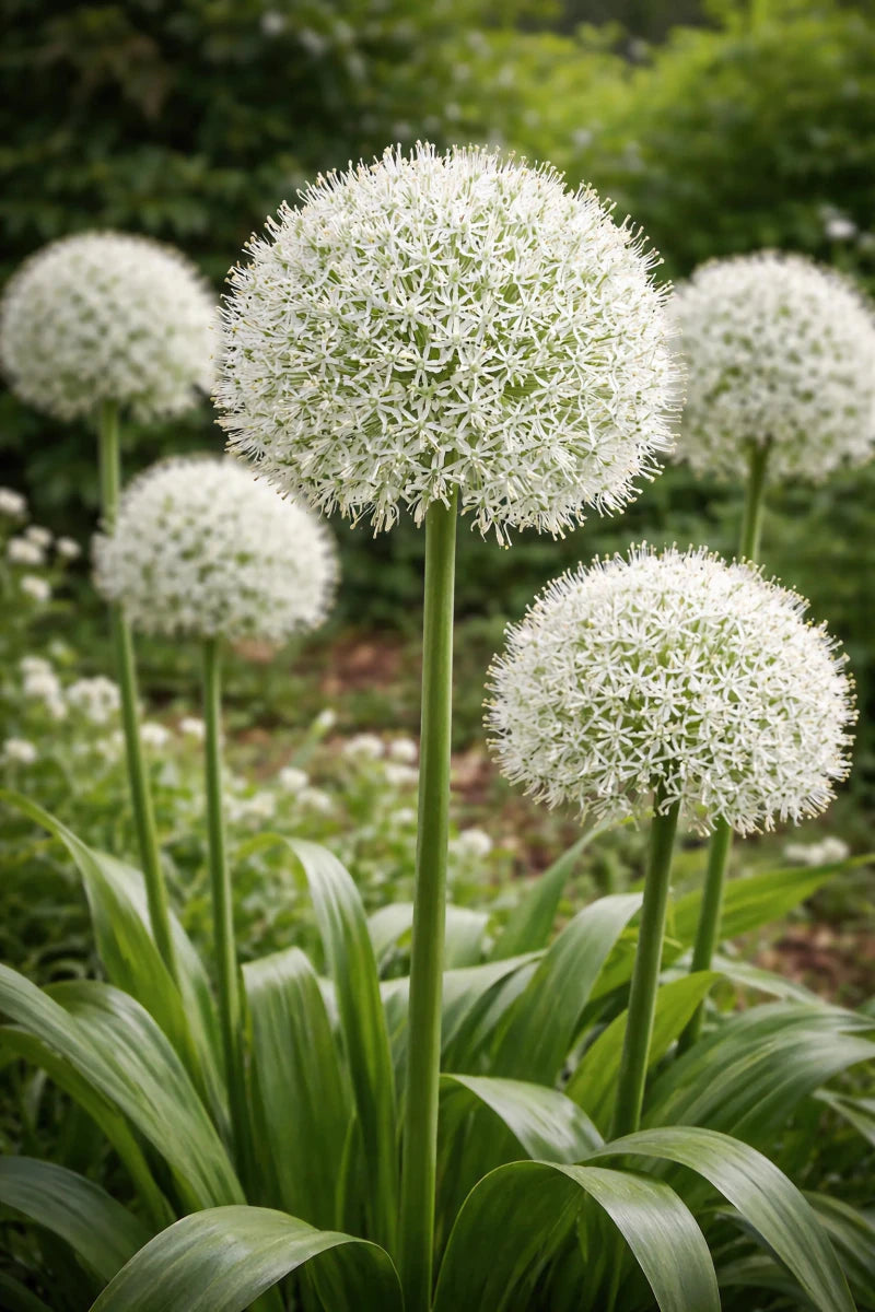 Allium 'White Giant' - Harding & Bloom