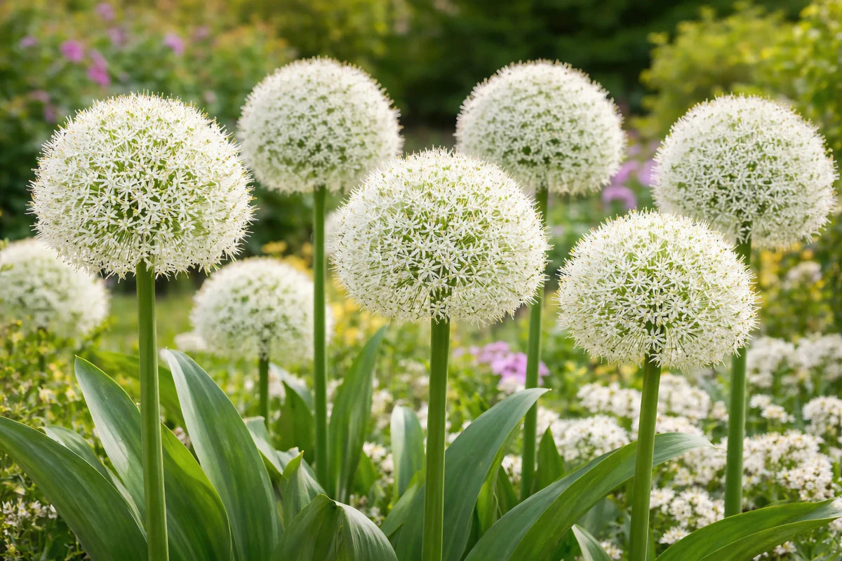 Allium 'White Giant' - Harding & Bloom