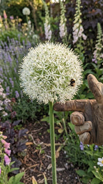 Allium 'White Giant' - Harding & Bloom