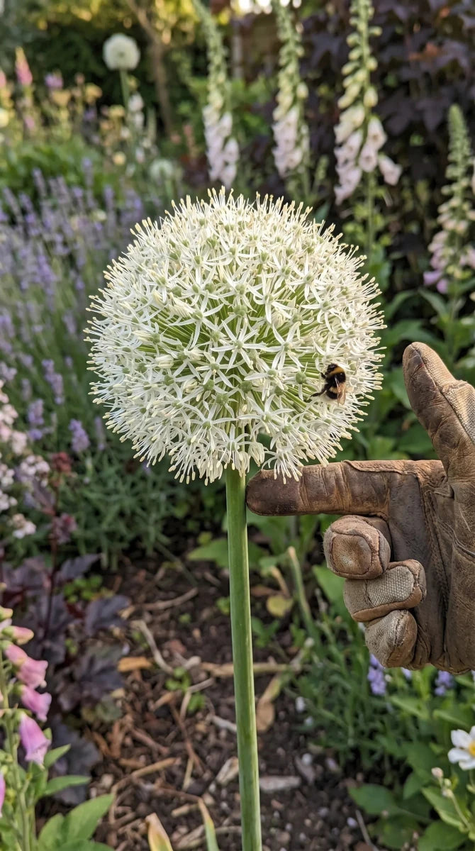 Allium 'White Giant' - Harding & Bloom