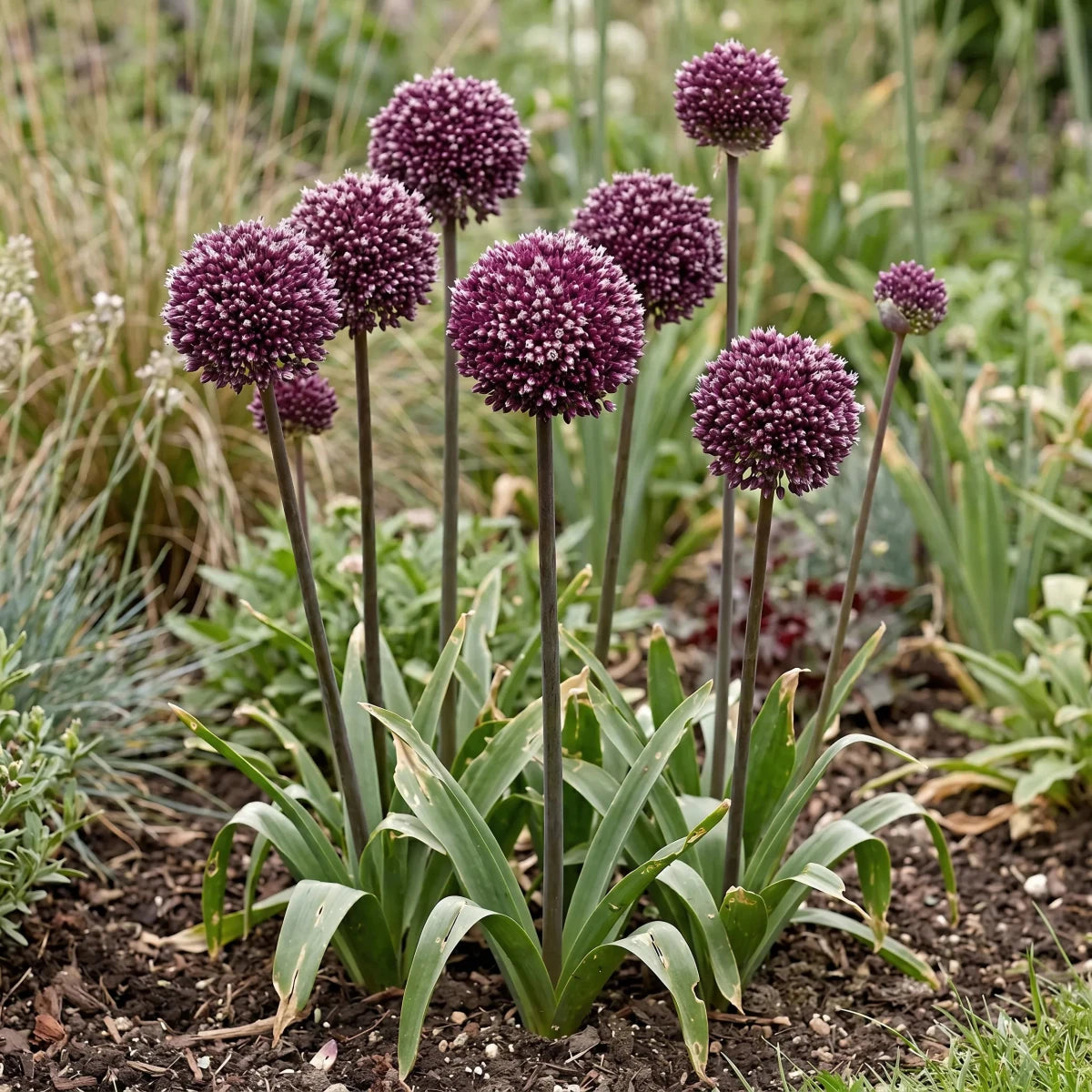 Allium 'Summer Drummer' - Harding & Bloom