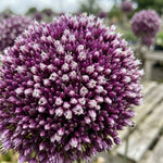 Allium 'Summer Drummer' - Harding & Bloom