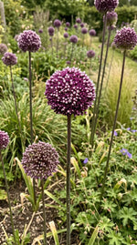 Allium 'Summer Drummer' - Harding & Bloom