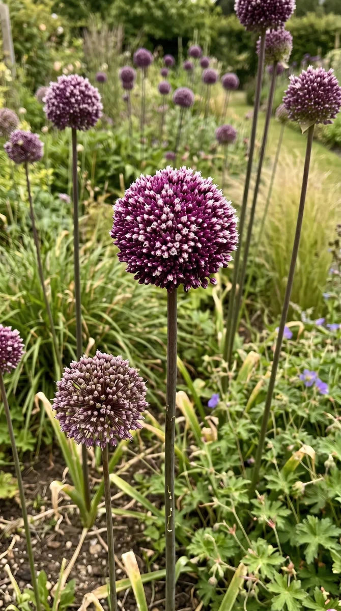 Allium 'Summer Drummer' - Harding & Bloom