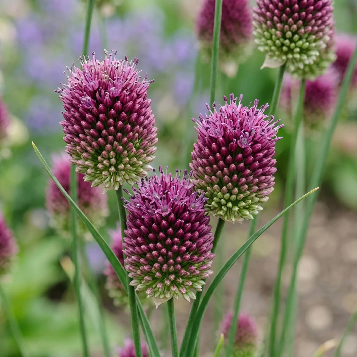 Allium 'Sphaerocephalon' (round-headed leek) - Harding & Bloom