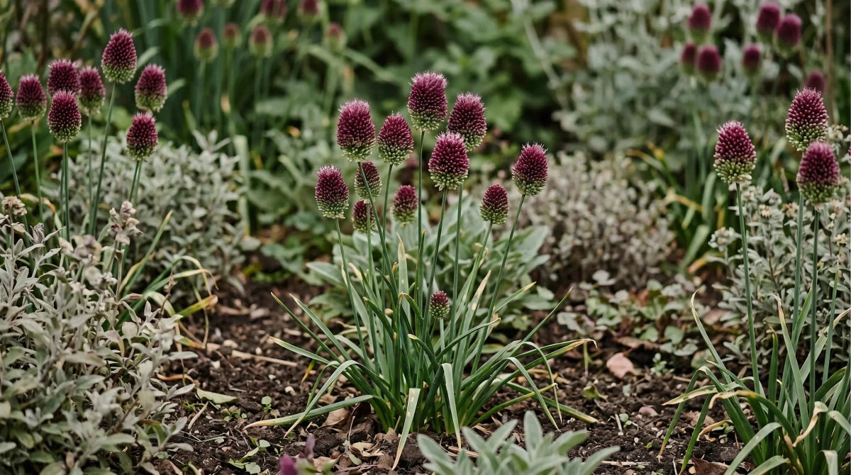 Allium 'Sphaerocephalon' (round-headed leek) - Harding & Bloom