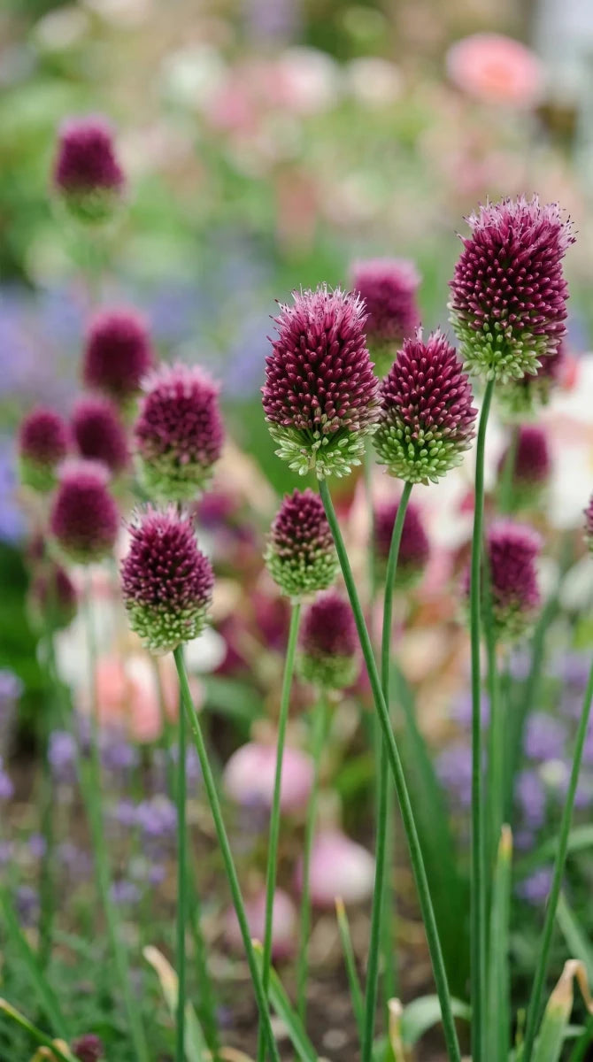 Allium 'Sphaerocephalon' (round-headed leek) - Harding & Bloom