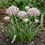 Allium 'Silver Spring' - Harding & Bloom
