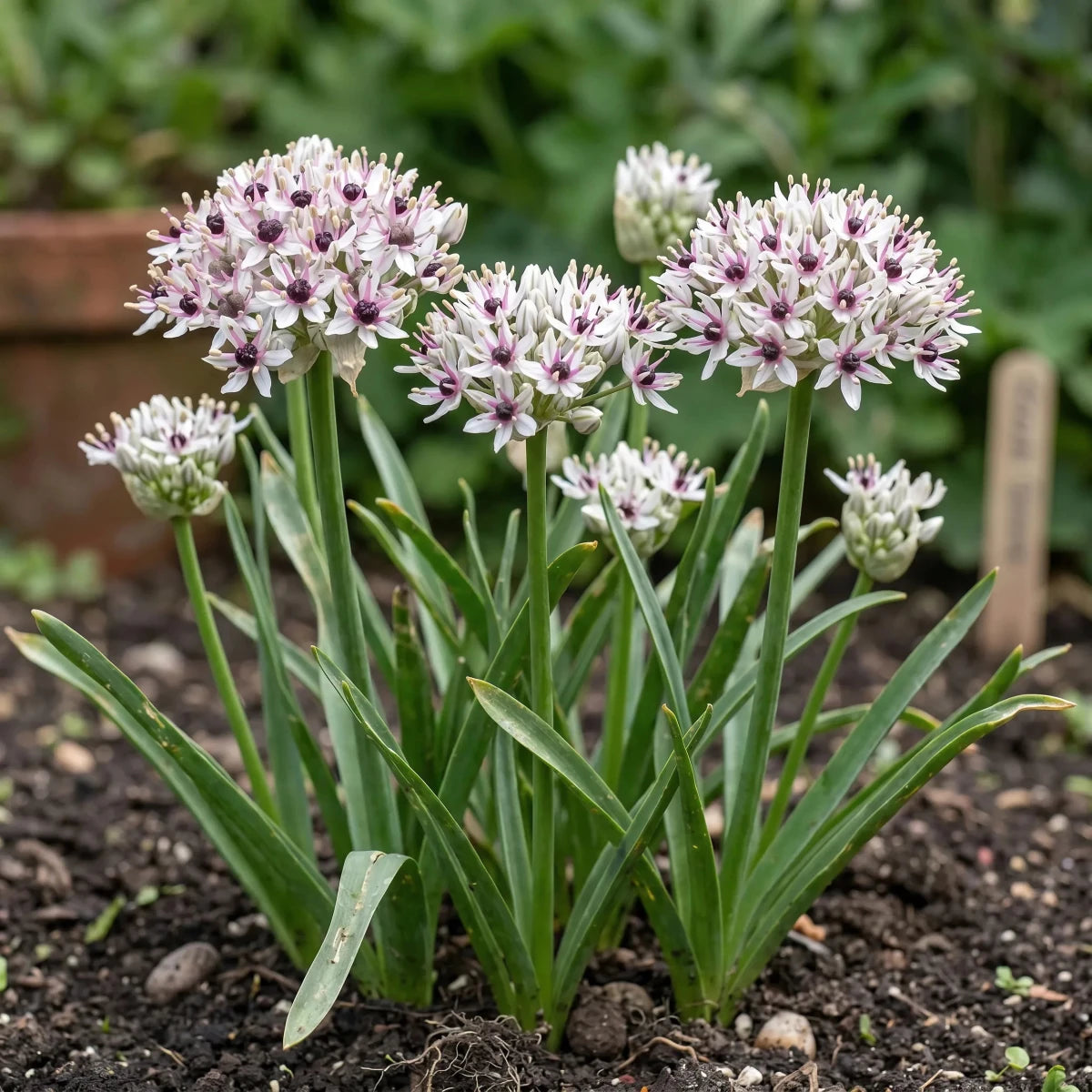 Allium 'Silver Spring' - Harding & Bloom