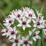 Allium 'Silver Spring' - Harding & Bloom