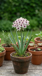 Allium 'Silver Spring' - Harding & Bloom