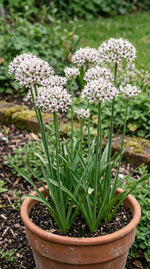 Allium 'Silver Spring' - Harding & Bloom
