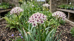 Allium 'Silver Spring' - Harding & Bloom