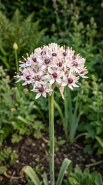Allium 'Silver Spring' - Harding & Bloom