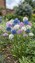 Allium 'Small Flowering Mix' - Harding & Bloom
