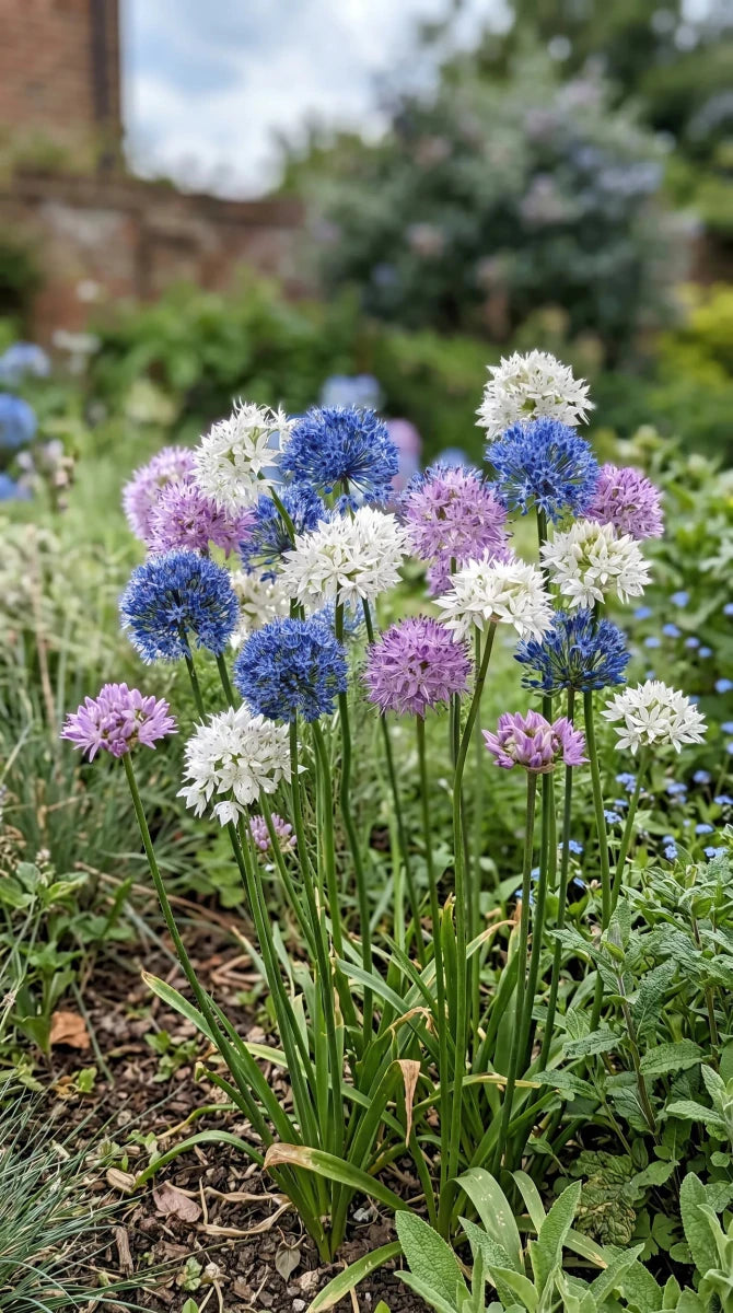 Allium 'Small Flowering Mix' - Harding & Bloom