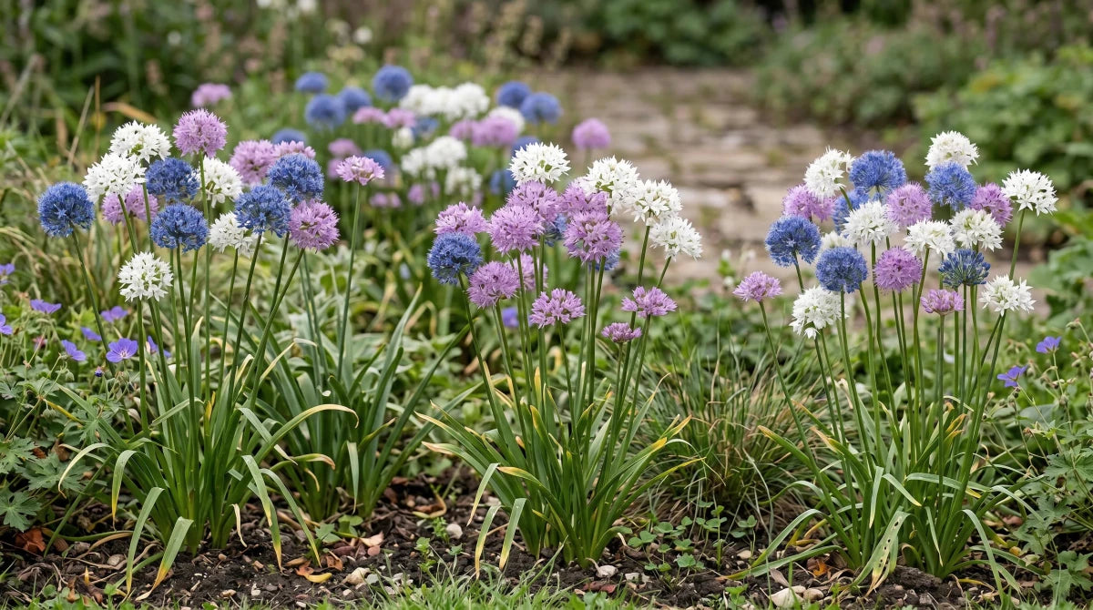 Allium 'Small Flowering Mix' - Harding & Bloom