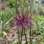 Allium 'Schubertii' (Schubert's allium) - Harding & Bloom