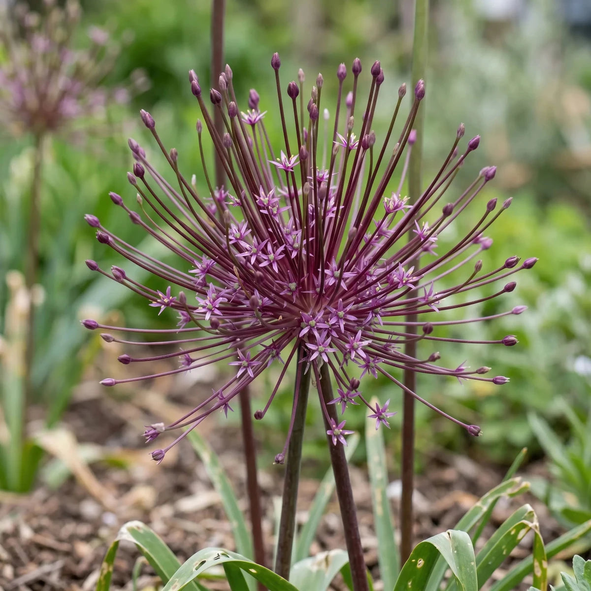 Allium 'Schubertii' (Schubert's allium) - Harding & Bloom