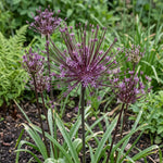 Allium 'Schubertii' (Schubert's allium) - Harding & Bloom