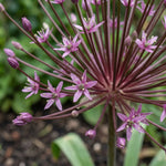 Allium 'Schubertii' (Schubert's allium) - Harding & Bloom