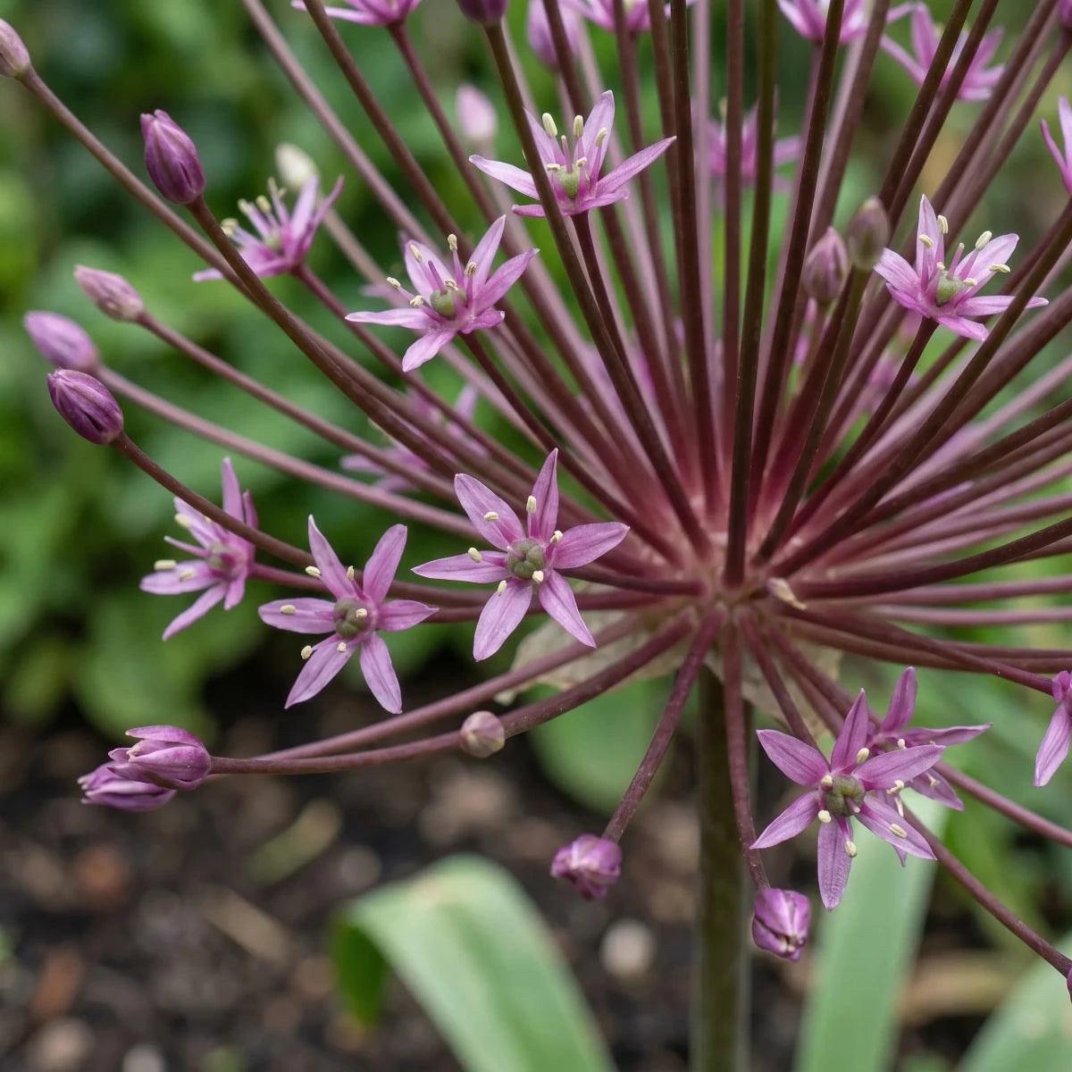 Allium 'Schubertii' (Schubert's allium) - Harding & Bloom
