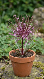 Allium 'Schubertii' (Schubert's allium) - Harding & Bloom