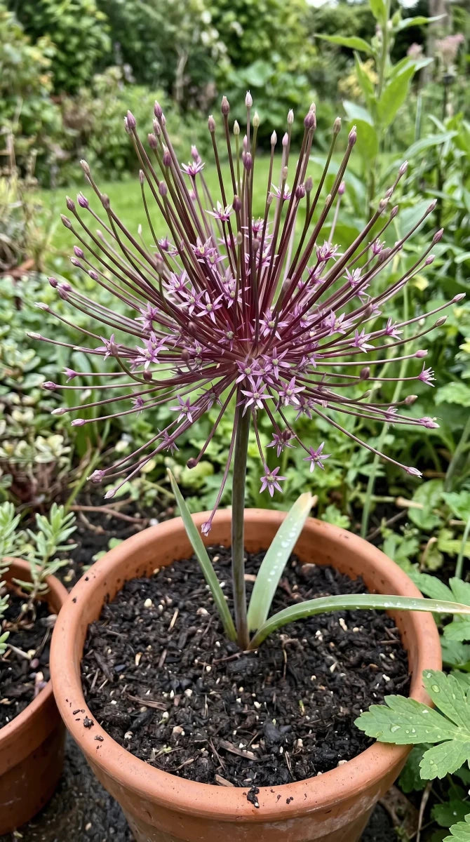 Allium 'Schubertii' (Schubert's allium) - Harding & Bloom