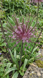 Allium 'Schubertii' (Schubert's allium) - Harding & Bloom