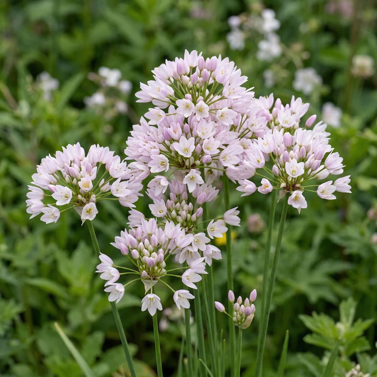Allium 'Roseum' (Rosy-flowered garlic) - Harding & Bloom