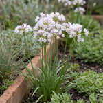 Allium 'Roseum' (Rosy-flowered garlic) - Harding & Bloom