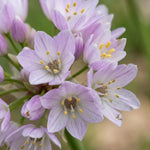 Allium 'Roseum' (Rosy-flowered garlic) - Harding & Bloom