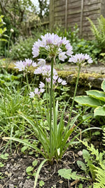 Allium 'Roseum' (Rosy-flowered garlic) - Harding & Bloom