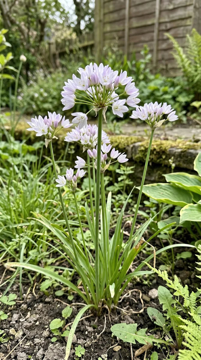 Allium 'Roseum' (Rosy-flowered garlic) - Harding & Bloom