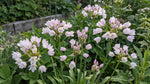 Allium 'Roseum' (Rosy-flowered garlic) - Harding & Bloom