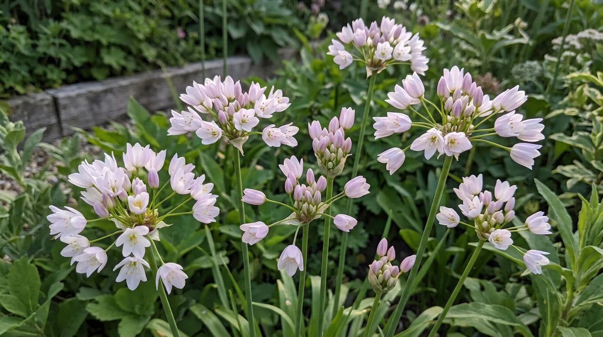 Allium 'Roseum' (Rosy-flowered garlic) - Harding & Bloom