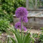 Allium 'Purple Sensation' - Harding & Bloom